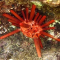 Griffelseeigel (Heterocentrotus mammillatus)